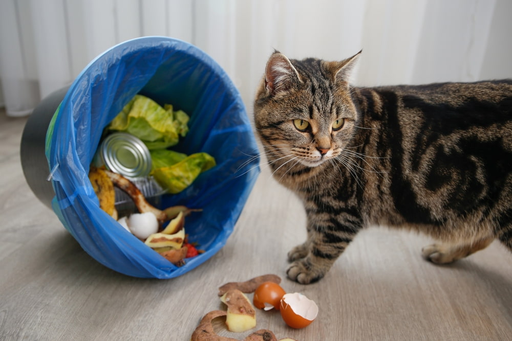 How can professionals help keep a clean home with pets